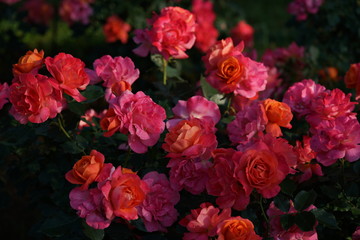 Orange Pink Flower of Rose 'Disneyland Rose' in Full Bloom
