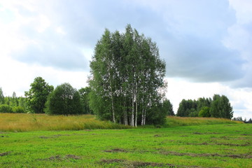 Birch trees in the field