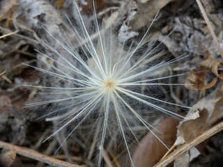 Seme © Steve Fossiant