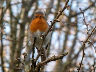 robin redbreast perching on a branch