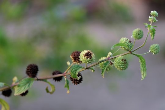 Hyptis brevipes, common name Genggeyan or daun pusar