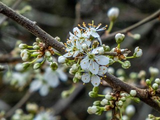 blackthorn blossom on a beautiful day in spring