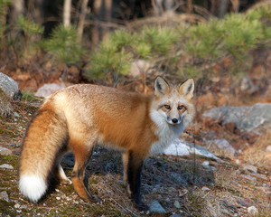 Naklejka na ściany i meble Fox Red Fox Animal Stock Photo. Red Fox close-up profile view in the forest blur background. Fox bushy tail. Fox fur.