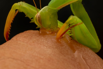 Close up of pair of Beautiful European mantis ( Mantis religiosa )