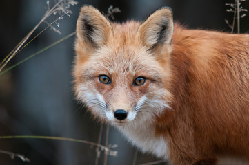 Fox Red Fox animal Stock Photo. Red Fox animal  head close-up with a blur background looking at the...