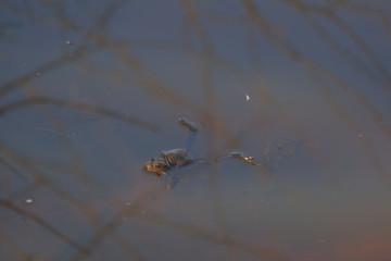 Frog in a pond