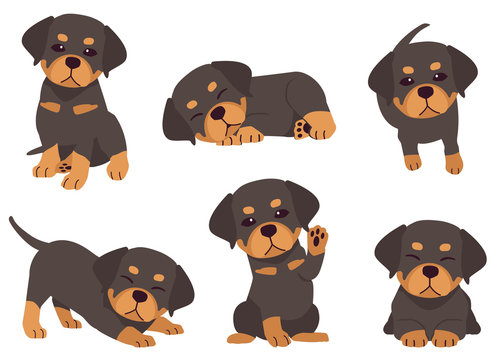 The collection of Rottweiler in many action. Graphic resource about set of dogs Rottweiler for graphic, content, etc. 