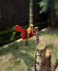 dragonfly on a branch