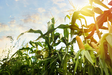 Corn field under beautiful sky with sun, low angle view