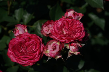 Red Flower of Rose 'Duett Balconia' in Full Bloom
