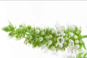 Horizontal peppermint blooming flower branch  with little white buds and leaves isolated on light background