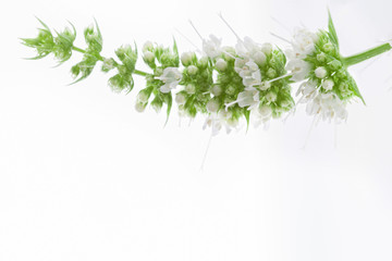 Peppermint blooming flower  with little white buds and leaves in upper side of picture isolated on light background