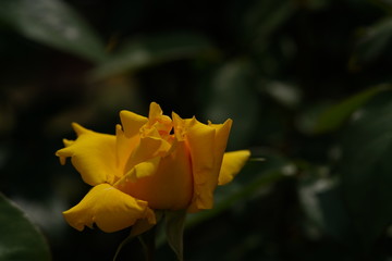 Yellow Flower of Rose 'Duftgold' in Full Bloom
