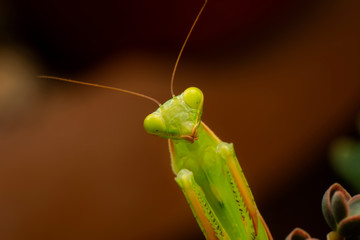 Close up of pair of Beautiful European mantis ( Mantis religiosa )