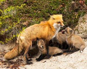 Red Fox Stock Photo.  Fox Red Fox mother feeding kit foxes in the forest with moss background by fox den.