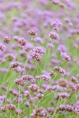 Verbena bonariensis flowers in garden