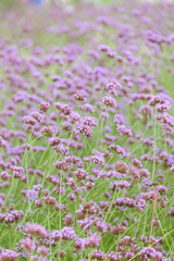 Obraz premium Verbena bonariensis flowers in garden