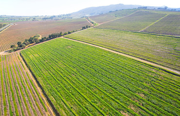 Cape Town, Western Cape / South Africa - 07/24/2020: Aerial photo of vineyards on Paarl Rock