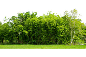 Obraz premium View of a High definition, Treeline isolated on white background, Forest and foliage in summer, Row of trees and shrubs.