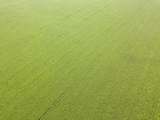 Aerial drone view. Ukrainian green corn field on a summer day.