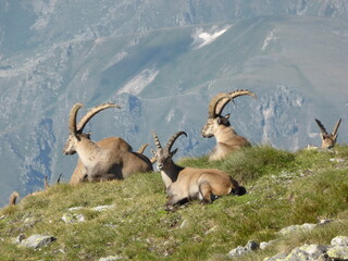 Steinböcke