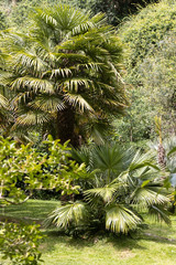 View of a palm grove in a park
