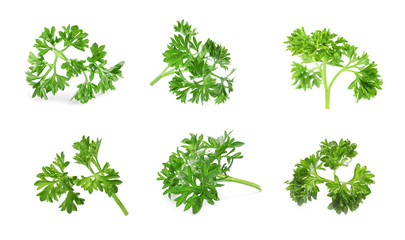 Set of green curly parsley on white background