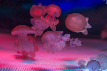jellyfish in the sea