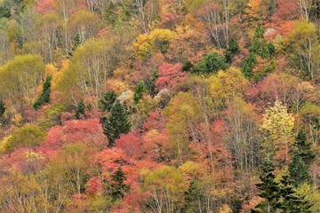 Fototapeta premium 日光白根山（丸沼高原）の秋真っ盛りの紅葉風景