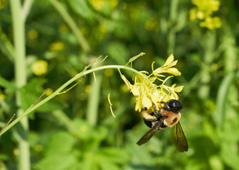 bee on yellow flower