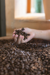 Kid hand holding roasted coffee beans