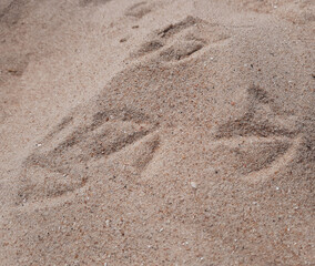 Fototapeta na wymiar footprint in the sand