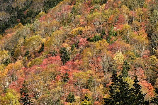 1 241 Best 白根山 Images Stock Photos Vectors Adobe Stock 1 241 Best 白根山 Images Stock Photos Vectors Adobe Stock