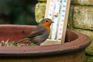 European robin looking at a thermometer in freezing winter cold