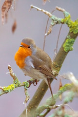 European robing sitting an a branch against grey background