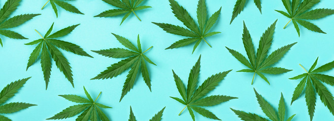 Pattern of hemp or cannabis leaves on blue background. Top view. Flat lay. Close up of fresh cannabis leaves for your design. Banner
