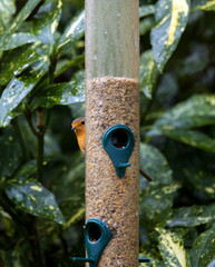 European robin sitting on a bird feeder in a garden