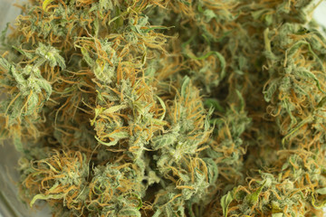 Organic medical cannabis used in healthcare. Legal marijuana buds background close-up. Macro photo of weed
