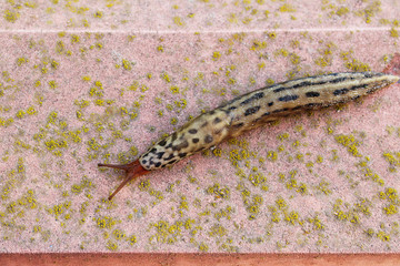 Spotted slug on brick wall. Land slug outdoors. 