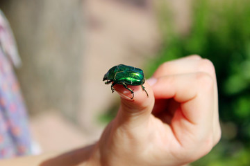 The child caught a green beetle. People, insects, nature concept.