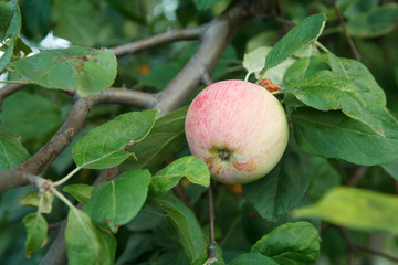 Large ripe apple on a tree branch in an orchard.