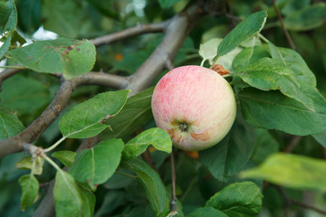 Large ripe apple on a tree branch in an orchard.