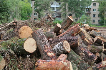 Logs of sawn trees against the background of a residential building, clearing a site for construction © Aleksandr