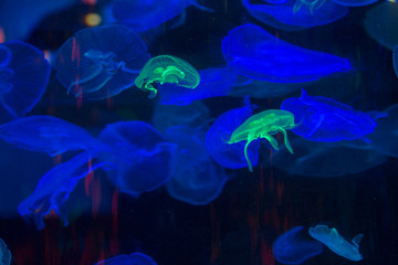 jellyfish in the blue water