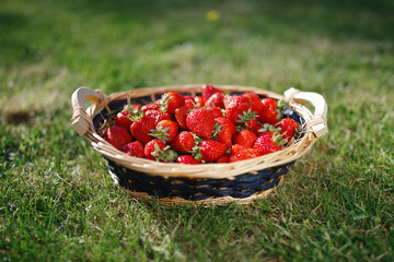 strawberries basket on green lawn background