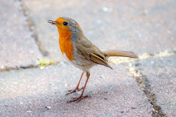 European robin with an ant in its beak