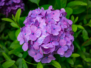 紫のあじさいのアップ