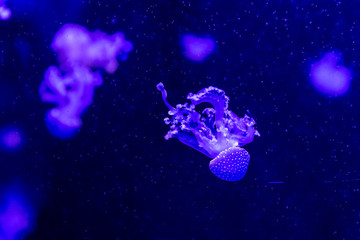Naklejka na ściany i meble blue jellyfish in the water