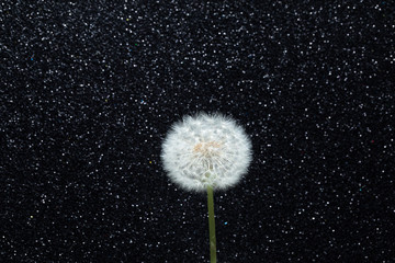 dandelion flower on black glitter background