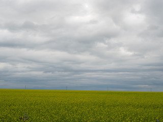 photo of a large yellow flower field above a stormy sky